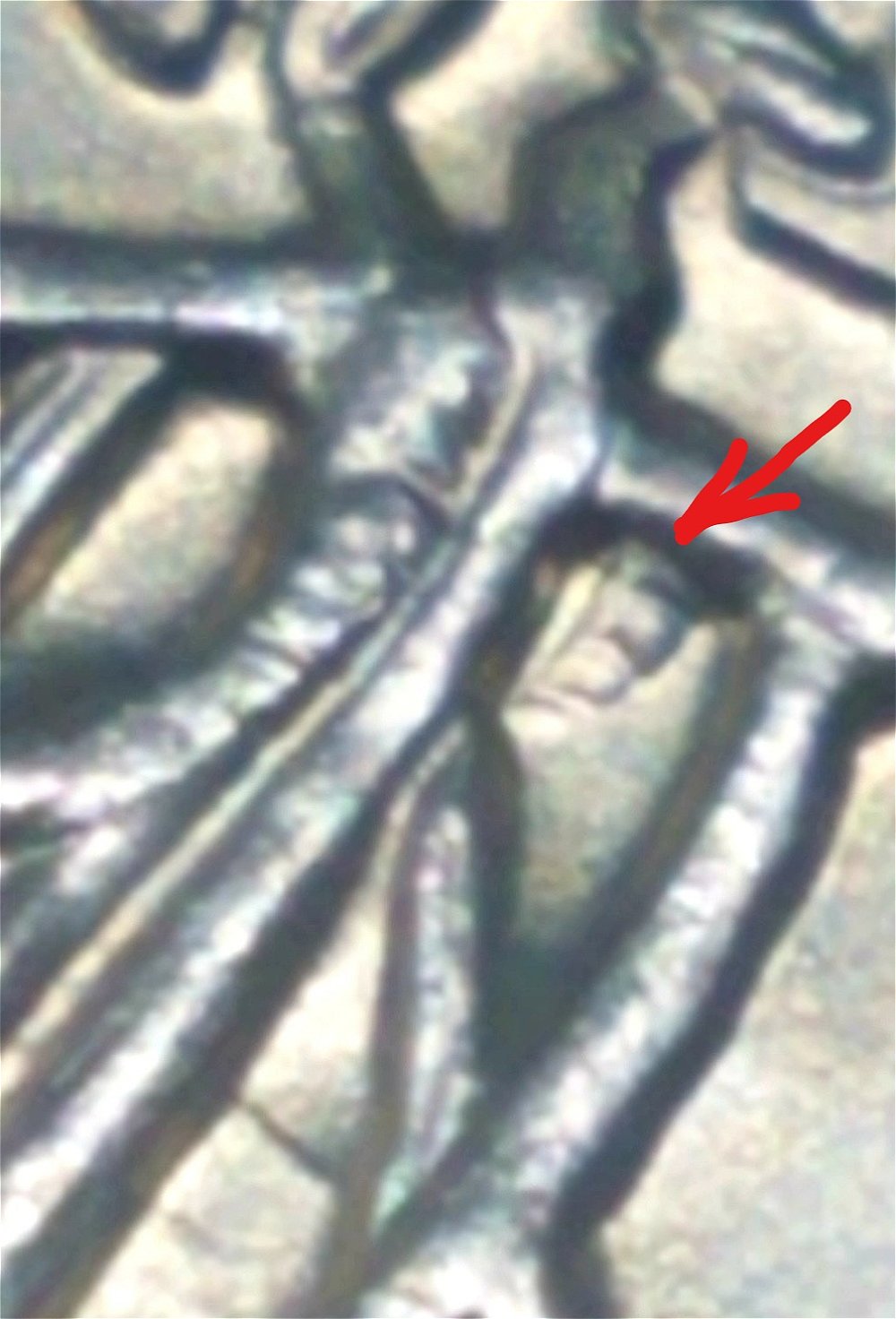 2020-P-Salt-River-Bay-Quarter-Extra-Partial-Branch-On-Reverse?